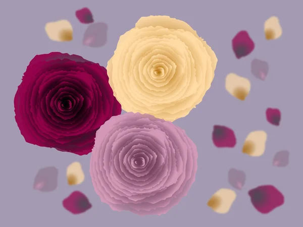 güzel bir gül. kart.