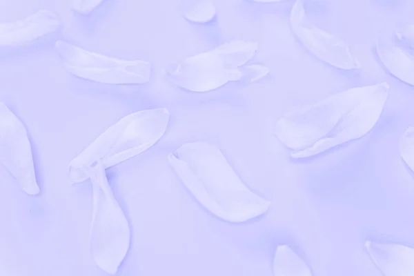 Flower petals on a purple background very peri color. Inspired by using color 17-3938, Color of the year concept — Stock Fotó