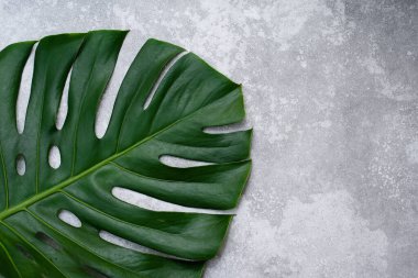 Gri bir arka planda bir palmiye yaprağı uzanır. Boşluğu kopyala