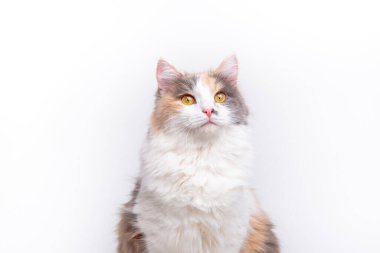 Beyaz arka planda oturan sevimli gri ve beyaz tüylü bir kedinin portresi