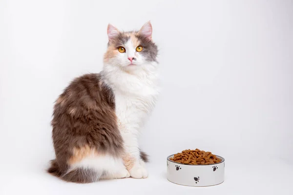 可愛い灰色と白の猫の肖像 白い背景に座っている乾燥食品のボウルとふわふわ — ストック写真