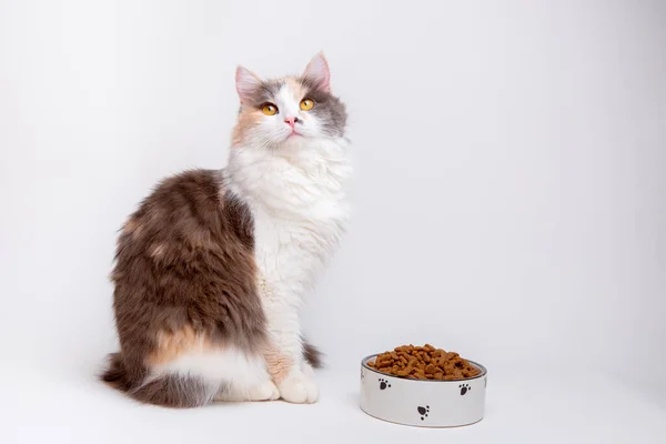 可愛い灰色と白の猫の肖像 白い背景に座っている乾燥食品のボウルとふわふわ — ストック写真