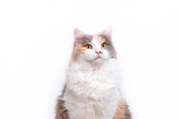 Portré Egy Aranyos Szürke Fehér Bolyhos Macska Egy Fehér Háttér — Stock Fotó