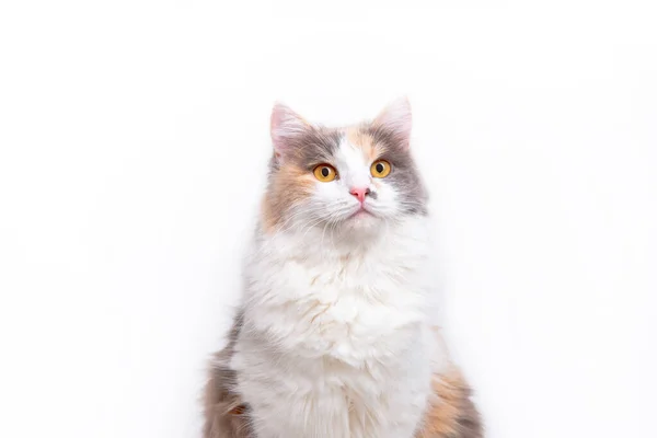 Retrato Lindo Gato Mullido Gris Blanco Sentado Sobre Fondo Blanco — Foto de Stock