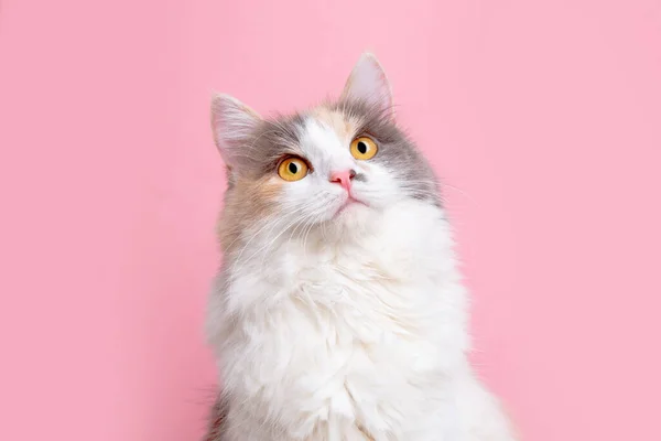 一只可爱的灰白色毛绒绒猫坐在粉色背景上的肖像 — 图库照片