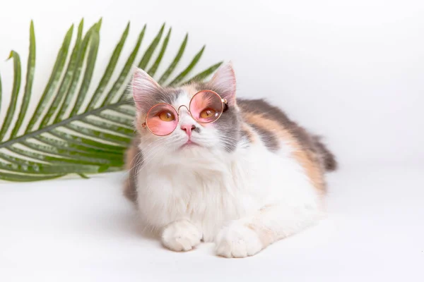图片上的一只可爱的猫 灰白的 毛茸茸的 戴着艳丽的粉色眼镜 躺在白色的背景上 带着一棵棕榈树度假 — 图库照片