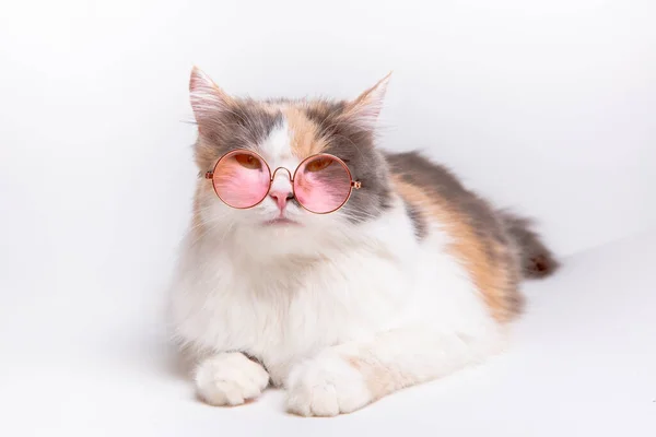 Retrato Gato Fofo Engraçado Bonito Cinza Branco Óculos Rosa Ensolarados — Fotografia de Stock