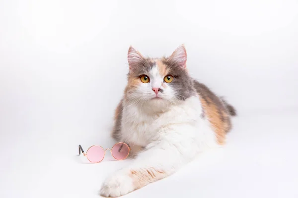 白地に横たわるピンク色の日当たりの良いガラスの面白いかわいい灰色と白のふわふわの猫の肖像画 — ストック写真