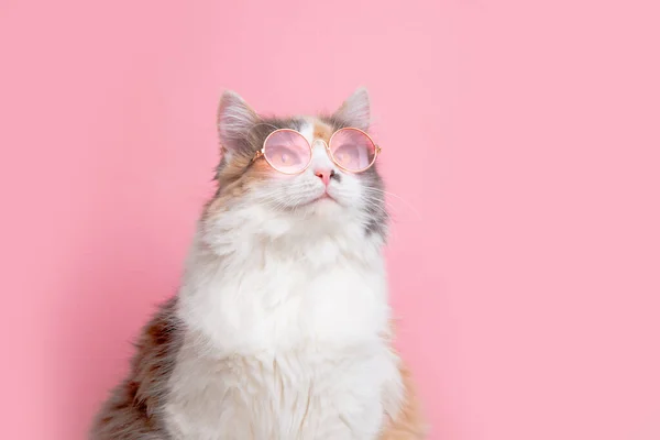 Portret Van Een Grappig Schattig Grijs Wit Pluizig Kat Zonnige — Stockfoto