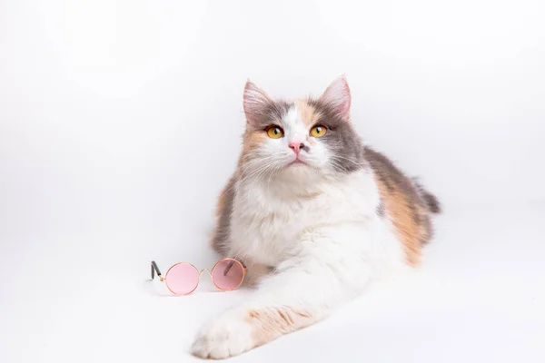 Portret Van Een Grappig Schattig Grijs Wit Pluizig Kat Zonnige — Stockfoto