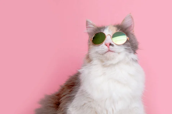 Portrait Funny Cute Gray White Fluffy Cat Sunny Pink Glasses — Stock Photo, Image