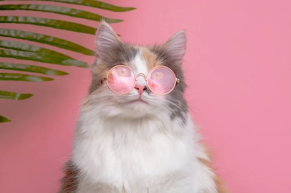 Portrait Funny Cute Cat Gray White Fluffy Sunny Pink Glasses — Stock Photo, Image