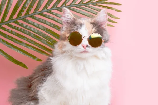 图片上是一只可爱的猫 戴着艳丽的粉色眼镜 背景粉红 带着棕榈树度假 — 图库照片