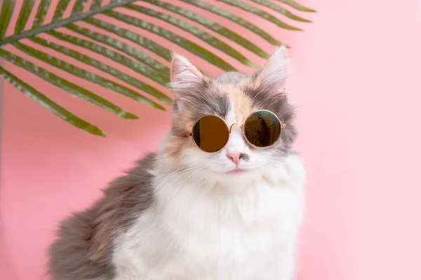 图片上是一只可爱的猫 戴着艳丽的粉色眼镜 背景粉红 带着棕榈树度假 — 图库照片