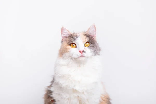 Porträt Einer Niedlichen Grau Weißen Flauschigen Katze Auf Weißem Hintergrund lizenzfreie Stockfotos