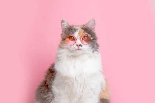 Porträt Einer Lustigen Niedlichen Grau Weißen Flauschigen Katze Sonniger Rosa Stockfoto