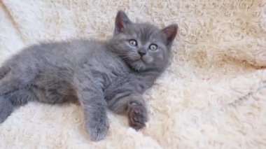 Beyaz bir ekose ve battaniyeye sarılmış şirin mavi-gri İngiliz kedi yavrusu. Sevimli evcil hayvan kavramı