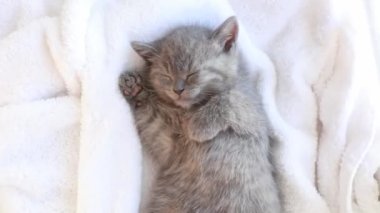 Kadınların elleri, yavru kedi yavrusunu dikkatlice kaplıyor. Beyaz bir battaniyenin üzerinde uyuyan gri İngiliz, ilgi ve sevgi kavramı.