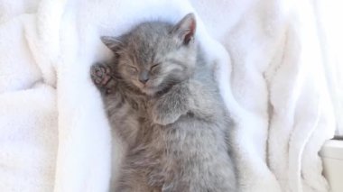 Beyaz bir battaniyenin üzerinde uyuyan sevimli gri İngiliz kedi yavrusu. Sevimli evcil hayvanlar konsepti