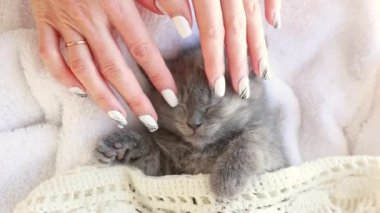 Kadın eli, uyuyan sevimli bir kedi yavrusunun yüzüne masaj yapar. Kozmetoloji konsepti.