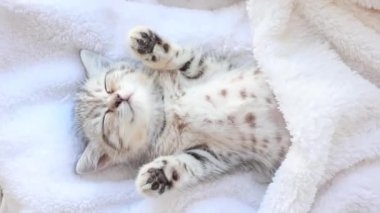 Beyaz bir battaniyenin üzerinde uyuyan sevimli gri İngiliz kedi yavrusu. Sevimli evcil hayvanlar konsepti