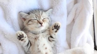 Beyaz bir battaniyenin üzerinde uyuyan sevimli gri İngiliz kedi yavrusu. Sevimli evcil hayvanlar konsepti