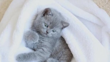 Beyaz ekose bir battaniyeye sarılı şirin mavi-gri İngiliz kedi yavrusu. Sevimli evcil hayvan kavramı