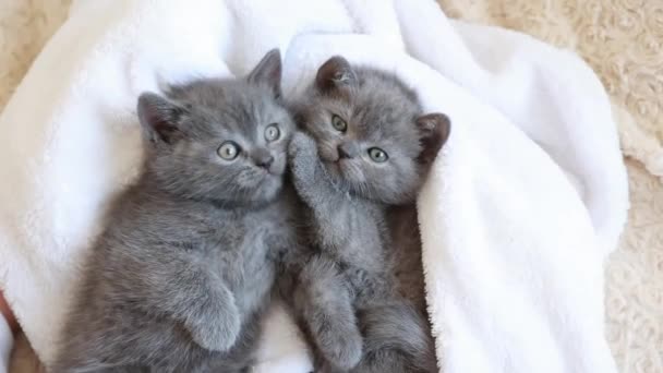 かわいい青灰色の英国の子猫は 白い遊び 毛布に包まれて横たわっていた 愛らしいペットのコンセプト — ストック動画