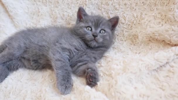 Милый Маленький Голубовато Серый Британский Котенок Завернутый Белую Клетку Одеяло — стоковое видео