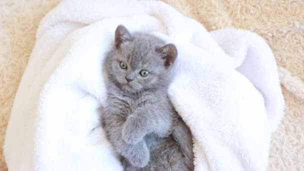 Lindo Gatito Británico Color Azul Grisáceo Acostado Envuelto Cuadros Blancos — Vídeo de stock