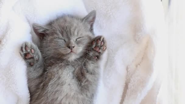 Bonito Engraçado Listrado Escocês Dobra Gatinho Dormindo Deitado Cobertor Branco — Vídeo de Stock