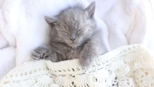 可愛くて面白いスコットランドの子猫猫は 白い毛布の上に寝ています 可愛いペットのコンセプト — ストック動画