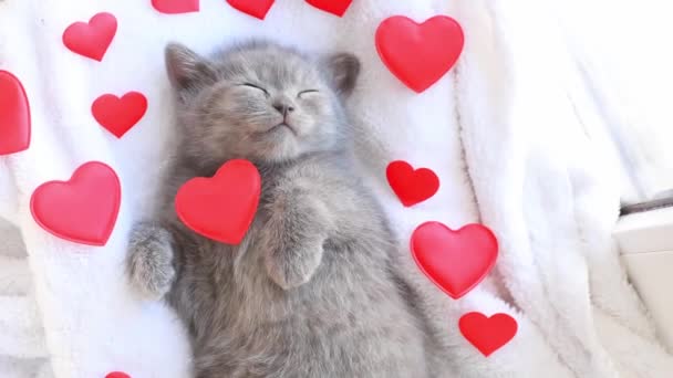 可爱的蓝灰色英国小猫 睡觉时裹着白色格子布 毛毯红红的心 情人节 可爱宠物的概念 — 图库视频影像