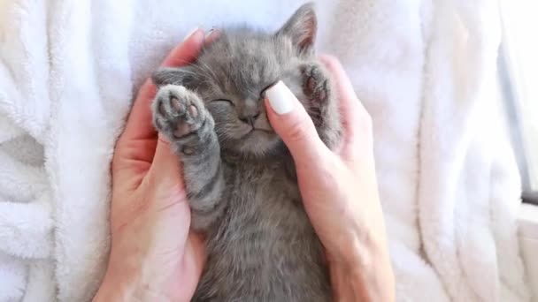 女性の手はかわいいグレーの赤ちゃん子猫を撫でていますかわいいペットの人間のケアの概念 — ストック動画