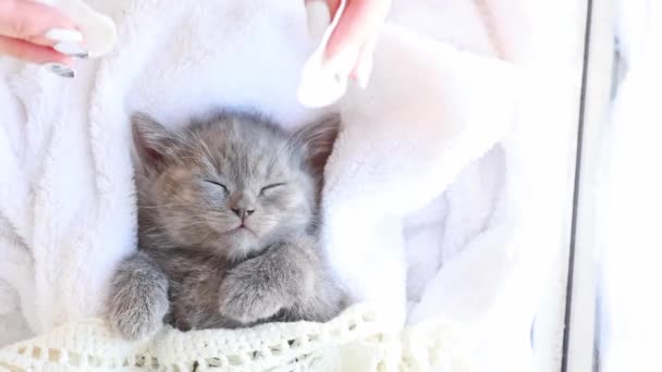 Vrouwenhanden Masseren Het Gezicht Van Een Schattig Slapend Katje Cosmetologie — Stockvideo