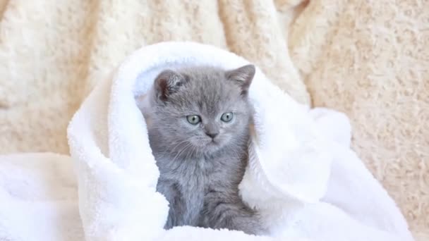 かわいい青灰色の英国の子猫 白い遊び 毛布に包まれた 愛らしいペットのコンセプト — ストック動画