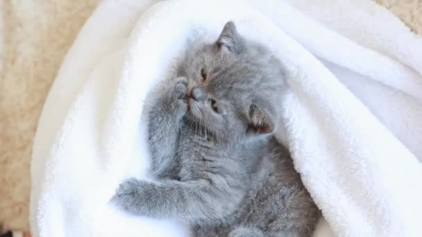 かわいい青灰色の英国の子猫 白い遊び 毛布に包まれた 愛らしいペットのコンセプト — ストック動画
