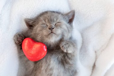 Beyaz bir ekoseye sarılı uyuyan küçük şirin mavi-gri İngiliz kedi yavrusu, kırmızı kalpli battaniye, Sevgililer Günü. Sevimli evcil hayvan kavramı
