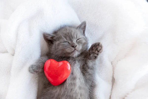 Bonito Pequeno Azul Cinza Britânico Gatinho Dormindo Envolto Xadrez Branco — Fotografia de Stock