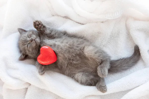 Lindo Gatito Británico Azul Gris Durmiendo Envuelto Cuadros Blancos Manta — Foto de Stock