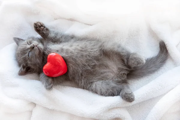 可爱的蓝灰色英国小猫 睡觉时裹着白色格子布 毛毯红红的心 情人节 可爱宠物的概念 — 图库照片