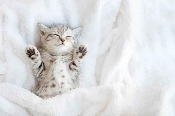 かわいい 面白い縞模様のスコットランドの折りたたみ子猫猫は白い毛布の上に寝そべっています 愛らしいペットのコンセプト — ストック写真