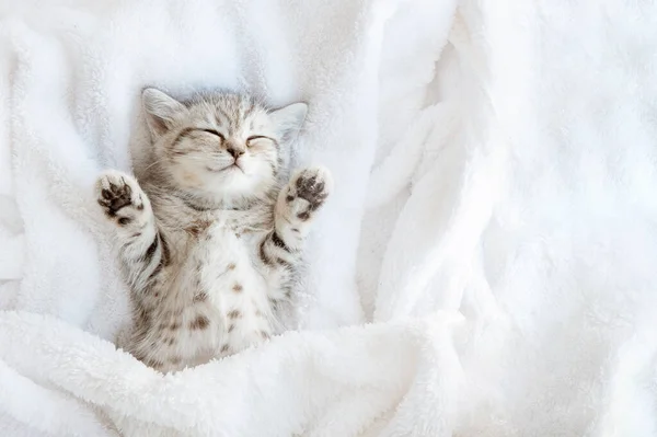 Bonito Engraçado Listrado Escocês Dobra Gatinho Dormindo Deitado Cobertor Branco — Fotografia de Stock