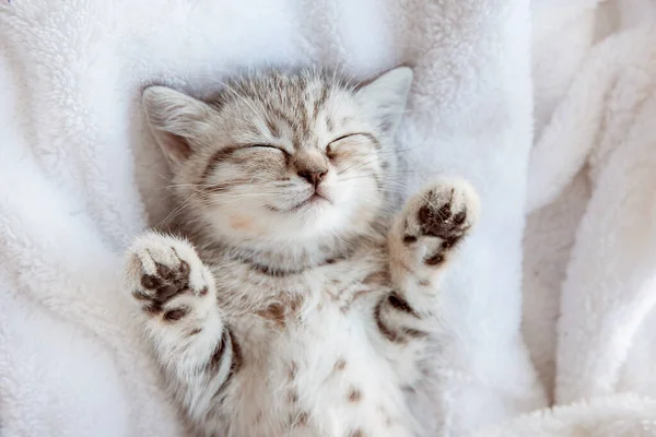 Cute Little Blue Gray British Kitten Sleeping Wrapped White Plaid — Stock Photo, Image