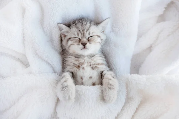 可爱的 滑稽的 带条纹的苏格兰小猫咪睡在白色毛毯上 可爱宠物的概念 — 图库照片