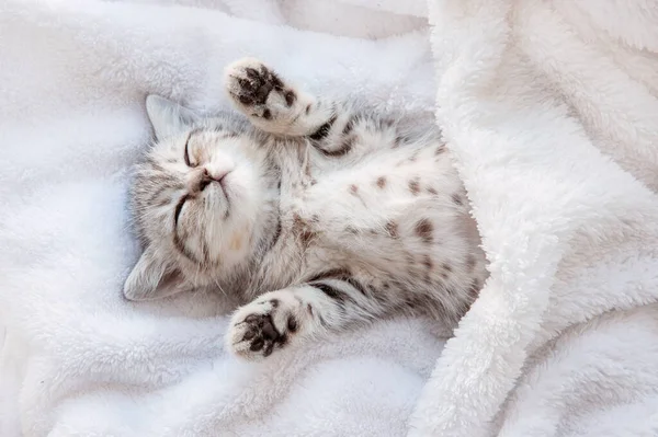 Cute Little Blue Gray British Kitten Sleeping Wrapped White Plaid — Stock Photo, Image