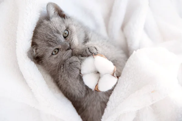 Cute Little Blue Gray British Kitten Wrapped White Plaid Blanket — Stock Photo, Image