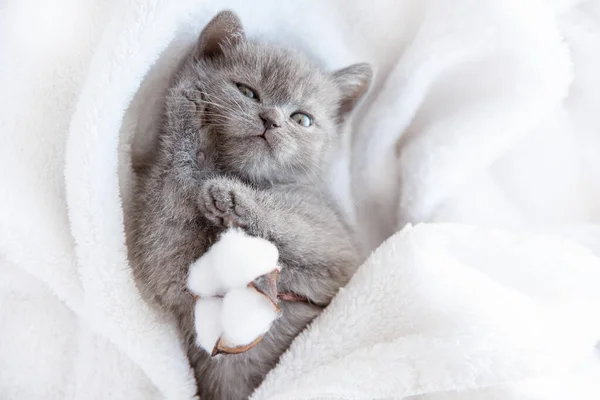 Cute Little Blue Gray British Kitten Wrapped White Plaid Blanket — Stock Photo, Image