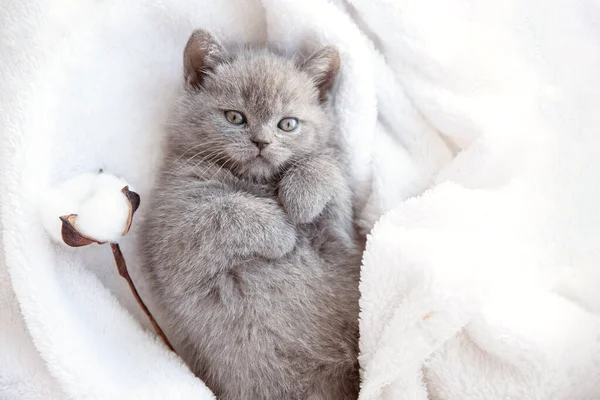 Schattig Grappig Gestreepte Schotse Vouw Kitten Kat Slapen Witte Deken — Stockfoto