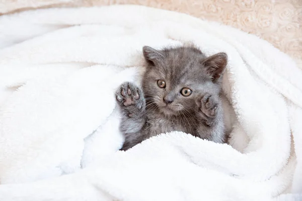 Mignon Petit Chaton Britannique Bleu Gris Enveloppé Dans Plaid Blanc — Photo